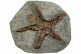 Upper Ordovician Fossil Starfish - Morocco #232962-1